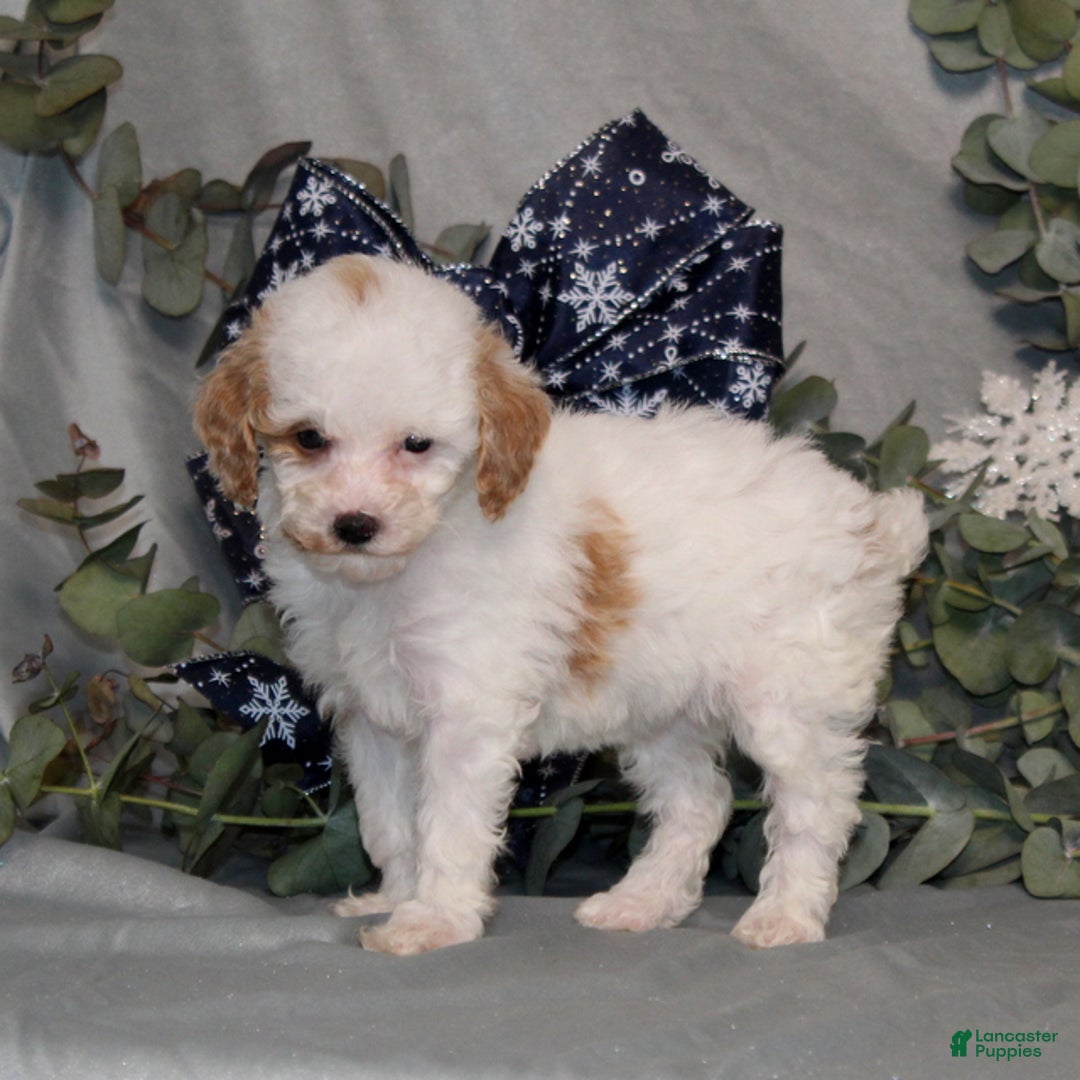 Miniature Poodle dogs for sale: QutiePie - Ad 4