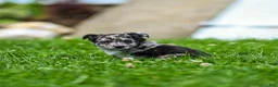 Chihuahua dogs for sale: Ryder Chihuahua Puppy  - Ad 6