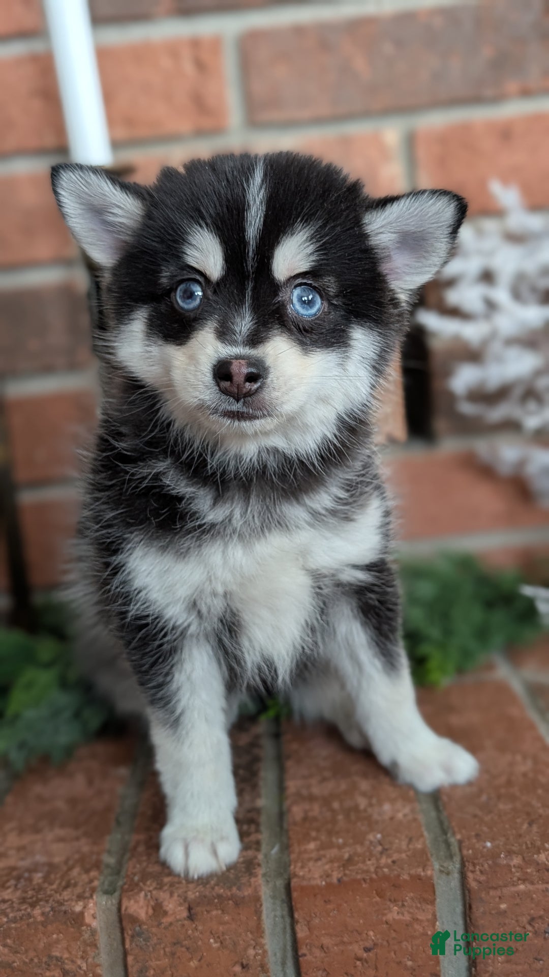 Pomsky dogs for sale: Jack - Ad 2
