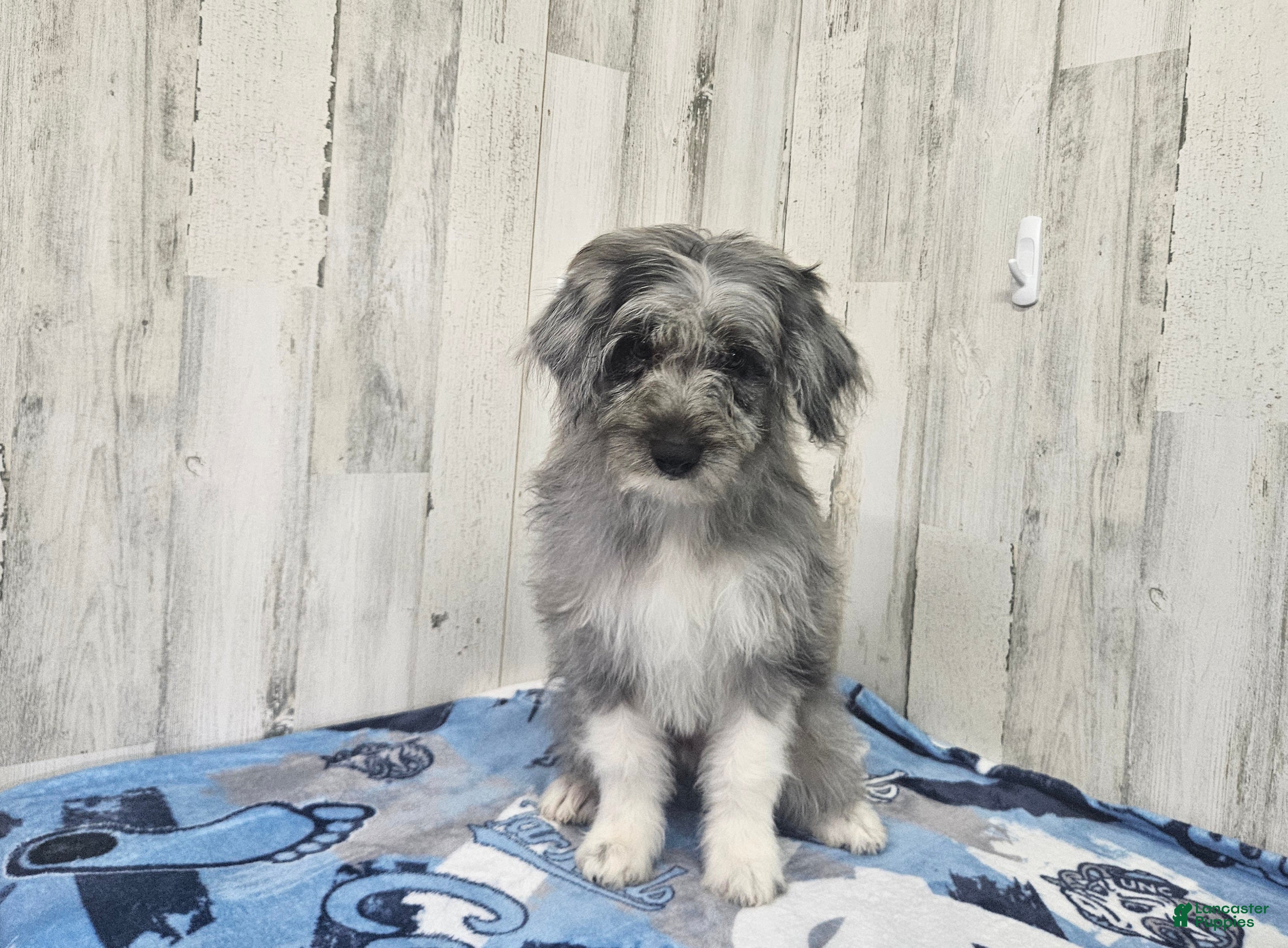 Mini Aussiedoodle dogs for sale: F1 Apple - Ad 4