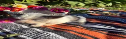 Yorkshire Terrier dogs for sale: Yorkshire Terrier 3 - Ad 6