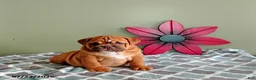 English Bulldog dogs for sale: Ava   - Ad 1