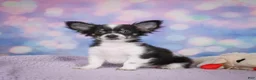 Chihuahua dogs for sale: winston - Ad 11