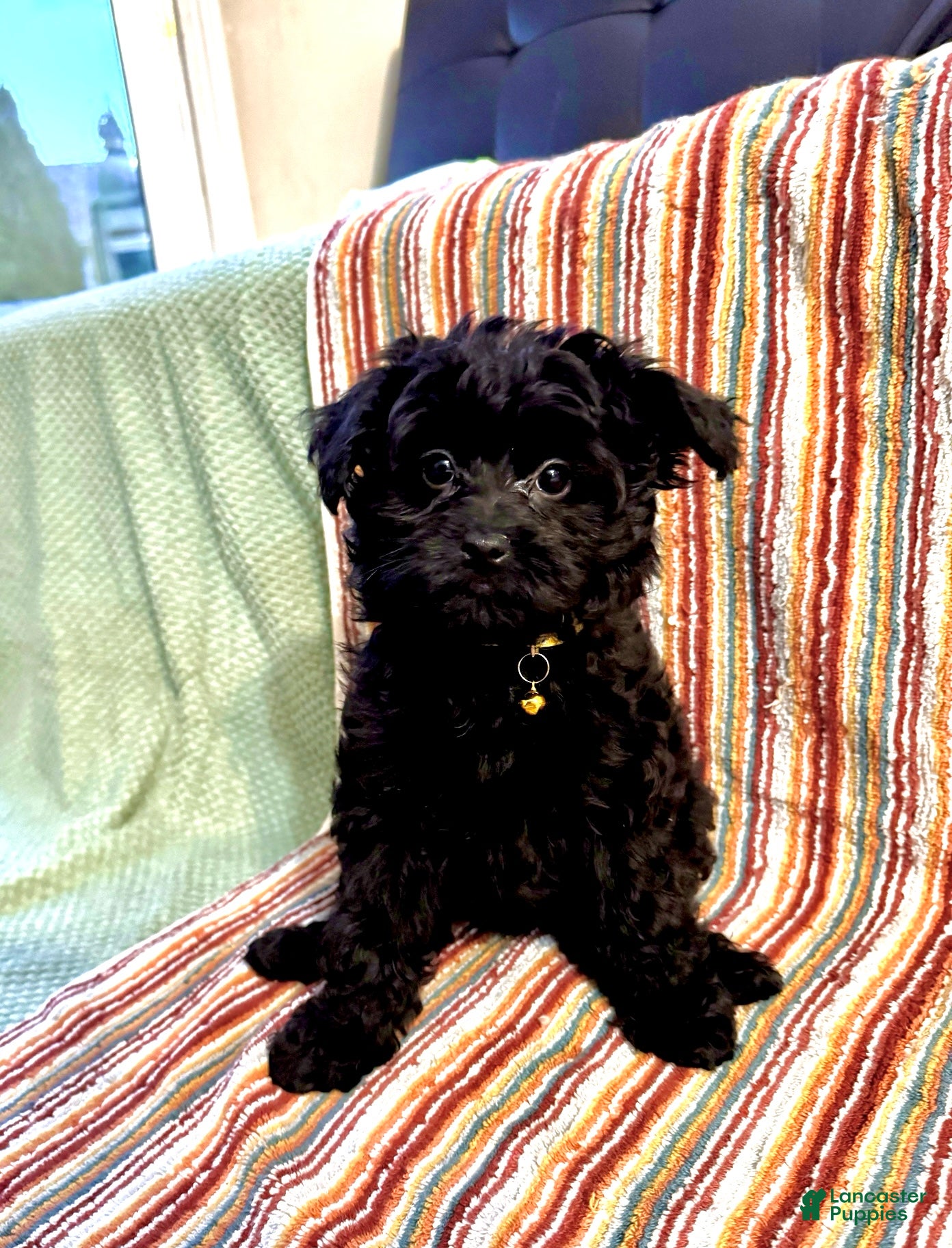 Pomapoo dogs Princess - Ad 2