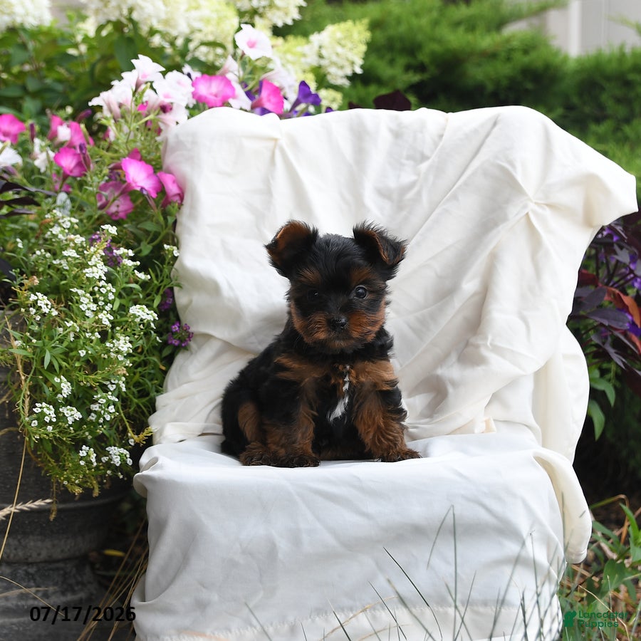 Yorkshire Terrier dogs Muffin - Ad 1