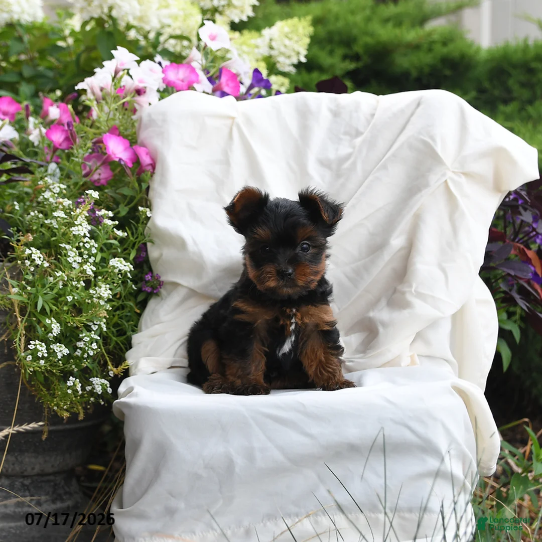 Yorkshire Terrier dogs for sale: Muffin - Ad 1