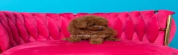 Toy Poodle dogs for sale: Key to my soul - Ad 5