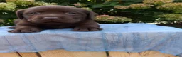 Labrador Retriever dogs for sale: Nash - Ad 8