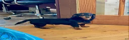 Miniature Dachshund dogs for sale: Miniature Dachshund Puppy 1 - Ad 6