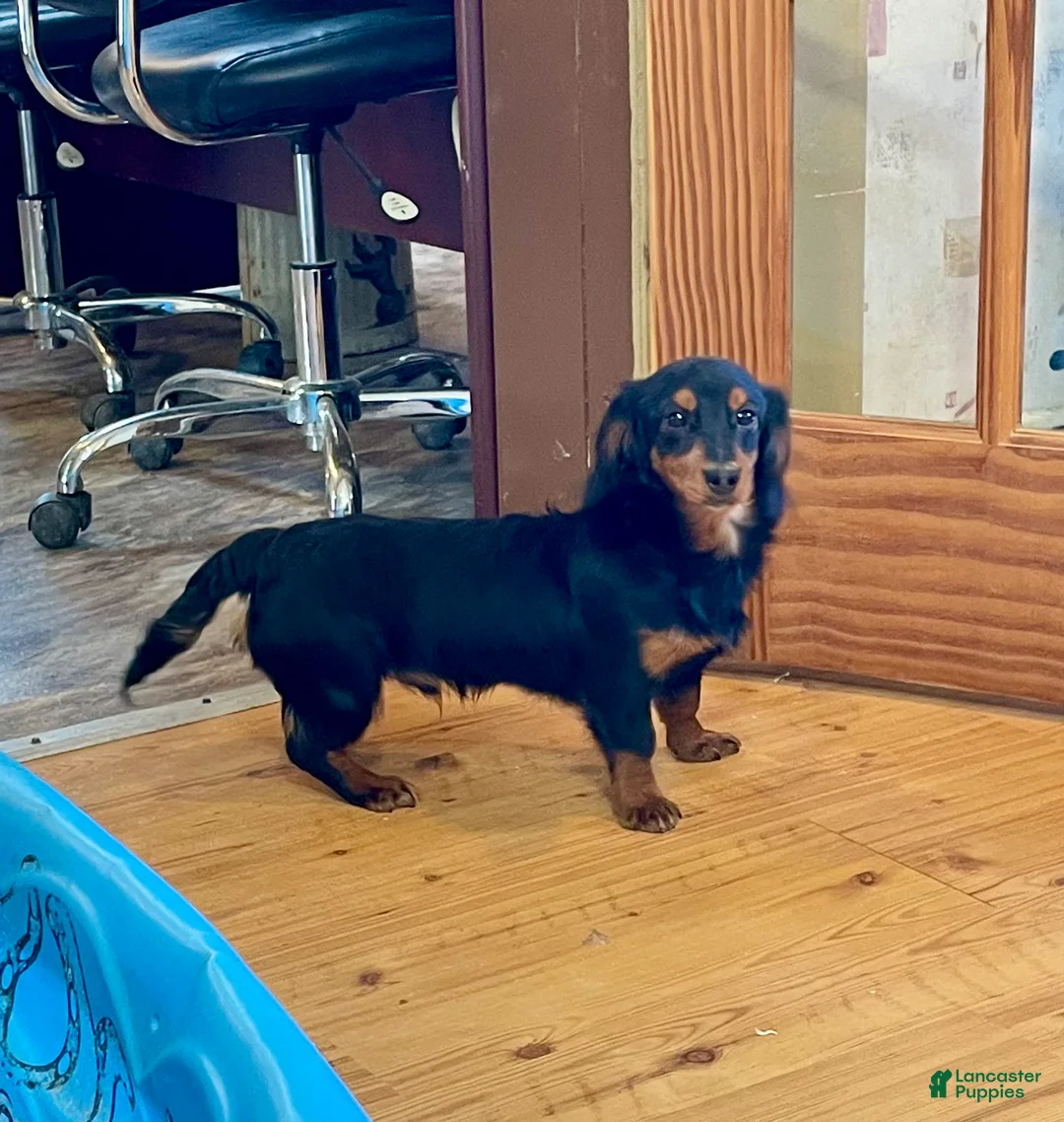 Miniature Dachshund dogs for sale: Miniature Dachshund Puppy 1 - Ad 6