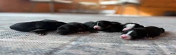 Mixed Breed dogs for sale: Mixed Breed 7 - Ad 5