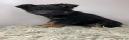 German Shepherd dogs for sale: Sugar - Ad 10