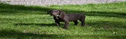 German Shorthaired Pointer dogs for sale: Buck - Ad 35