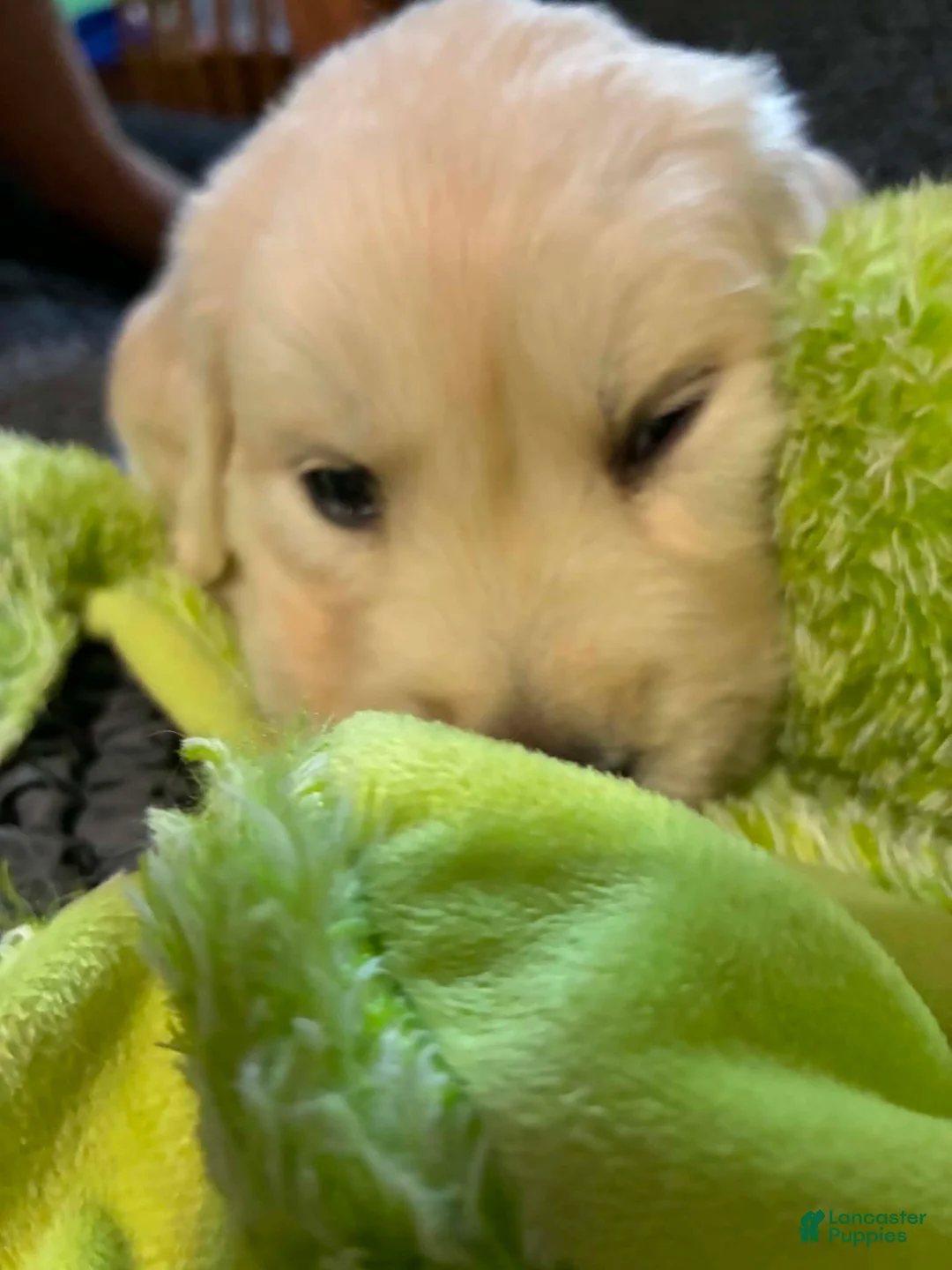 Golden Retriever dogs for sale: Roxi - Ad 1