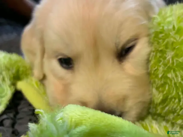 Golden Retriever dogs for sale: Roxi - Ad 1