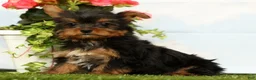Yorkshire Terrier dogs for sale: Jenna - Ad 1