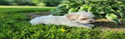 Teddy Bear dogs for sale: Blaze - Ad 3