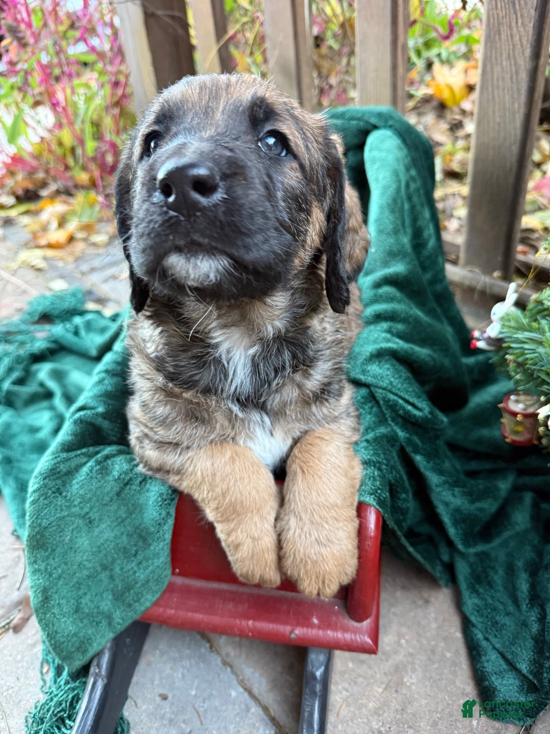 Mixed Breed dogs for sale: Oscar - Ad 6