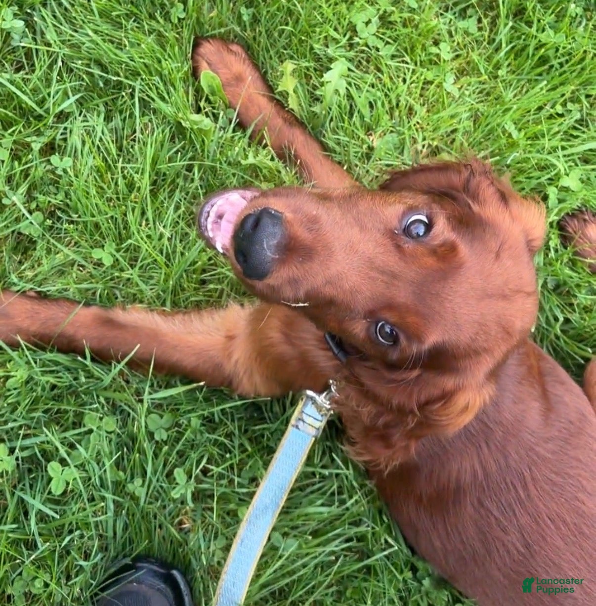 Irish Setter