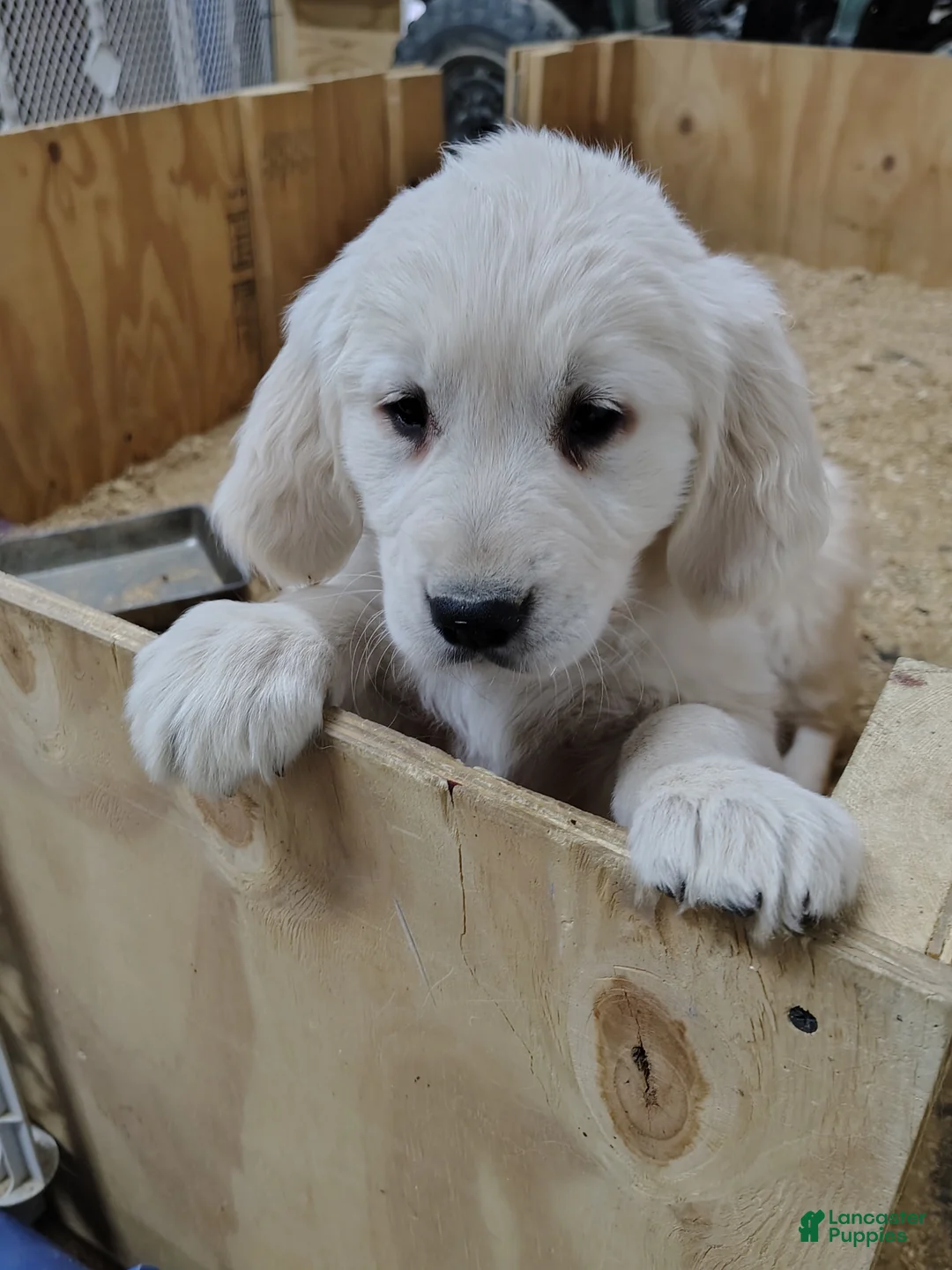 Golden Retriever dogs for sale: Golden Retriever Puppy 1 - Ad 2