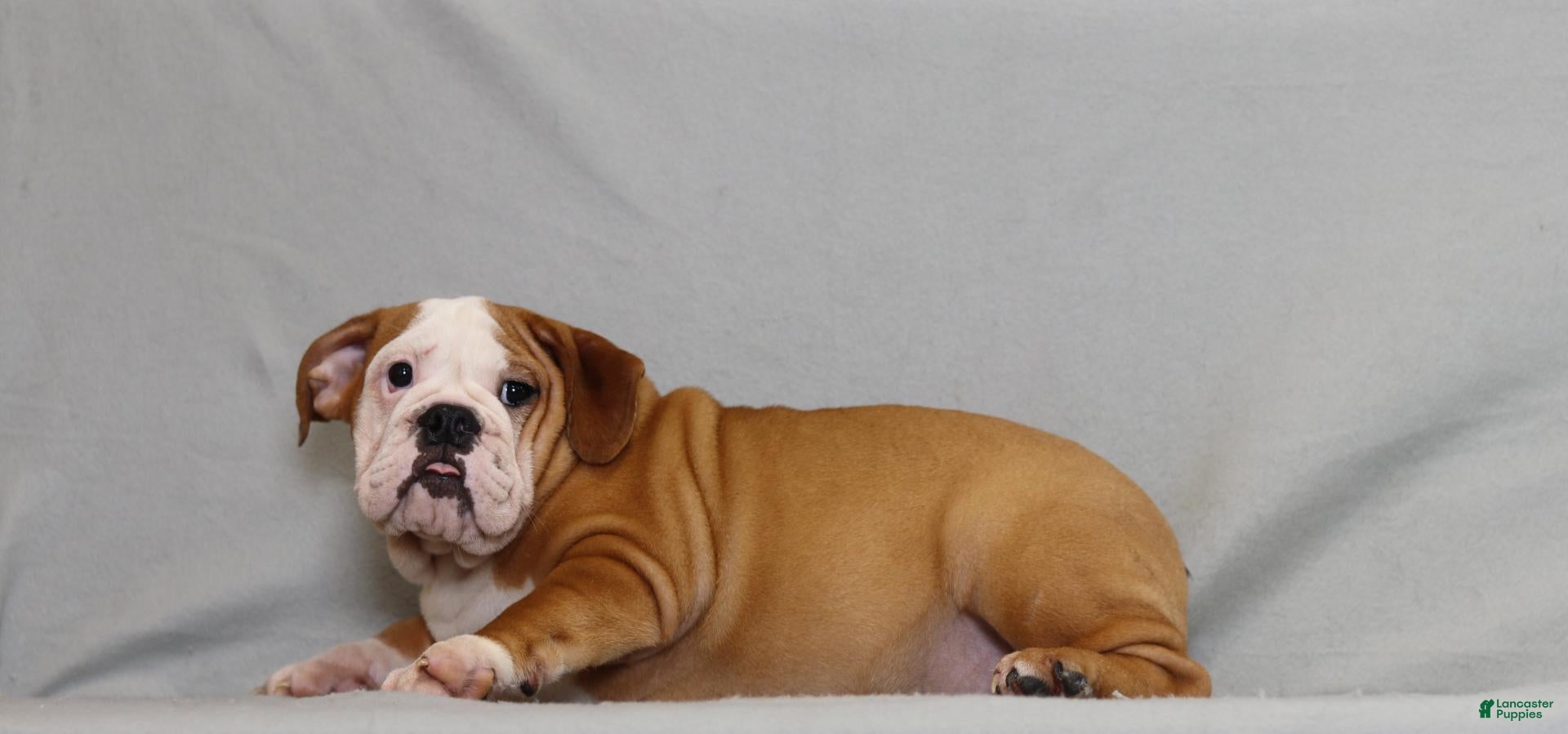 English Bulldog dogs Snuffie - Ad 2