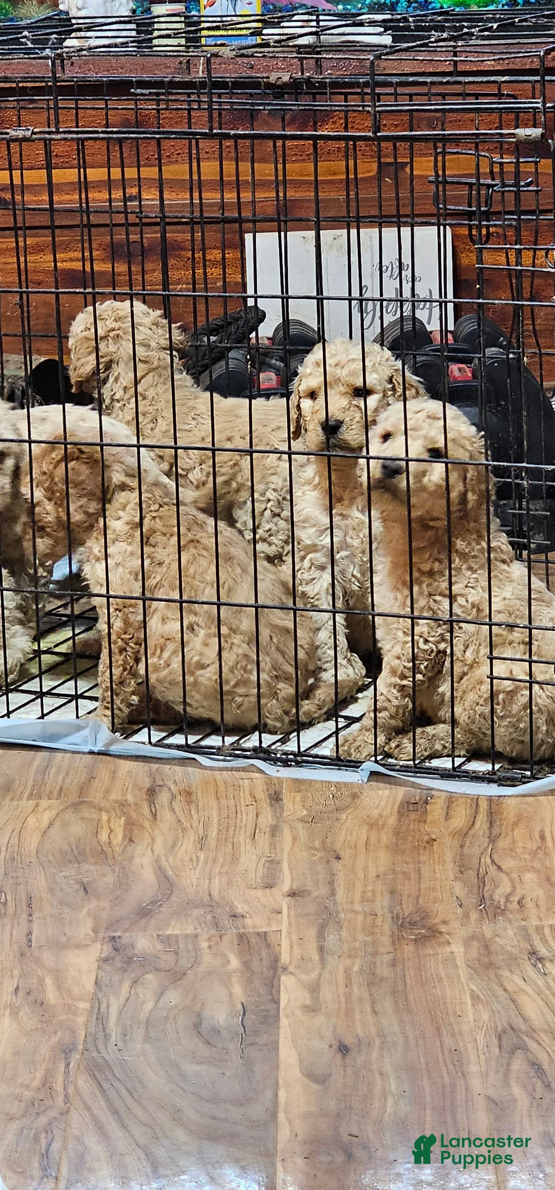 Goldendoodle dogs for sale: Goldendoodle Puppy 5 - Ad 2