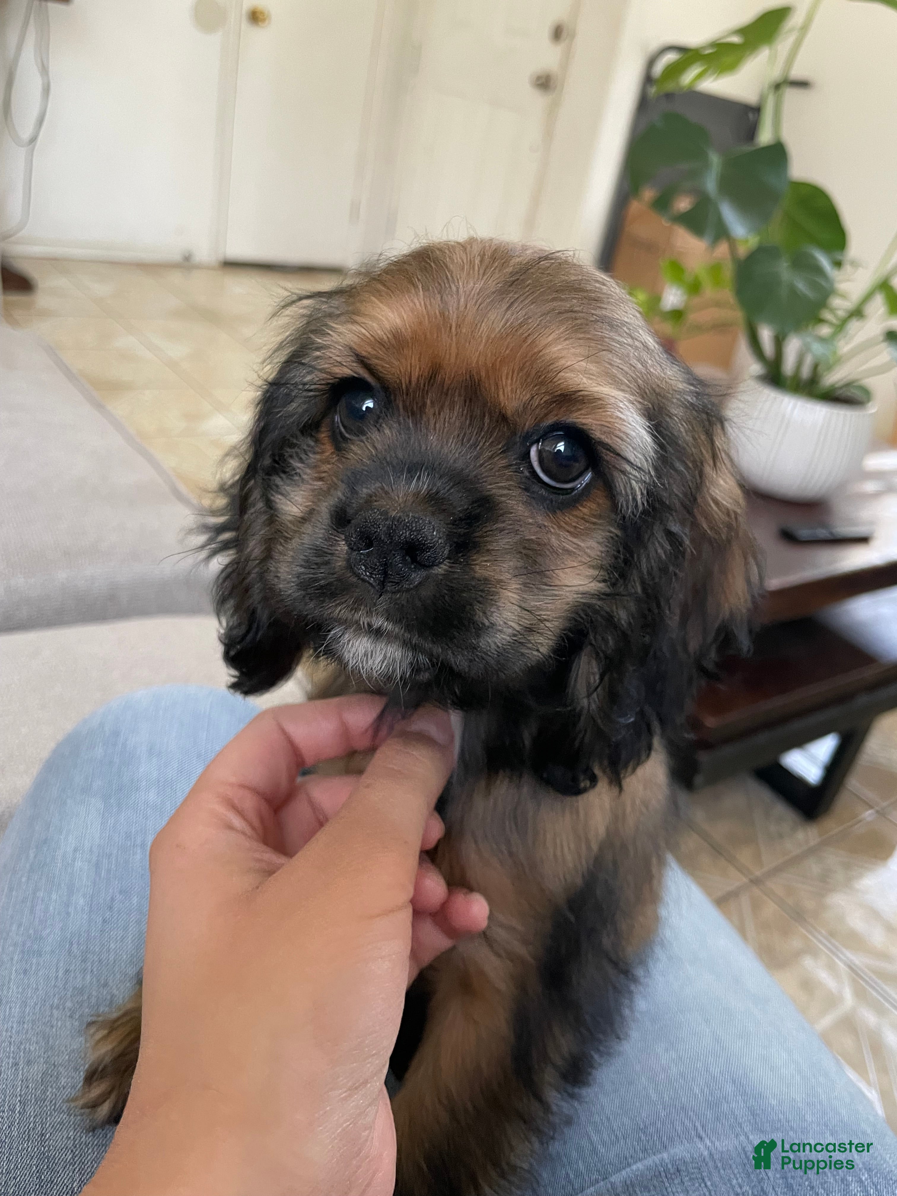 Cocker Spaniel dogs Nancy - Ad 1