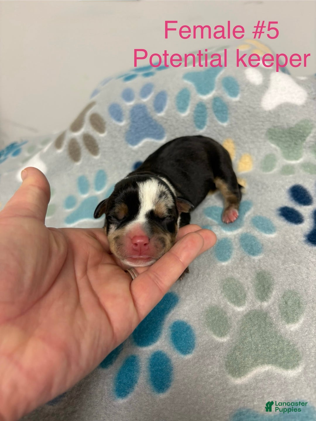 American Bully dogs for sale: Urban - Ad 14