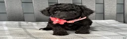 Cockapoo dogs for sale: Oakley  - Ad 3
