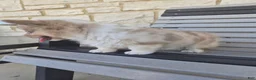 Welsh Corgi Pembroke dogs for sale: Tucker - Ad 4