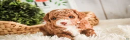 Miniature Poodle dogs for sale: Elenor - Ad 4