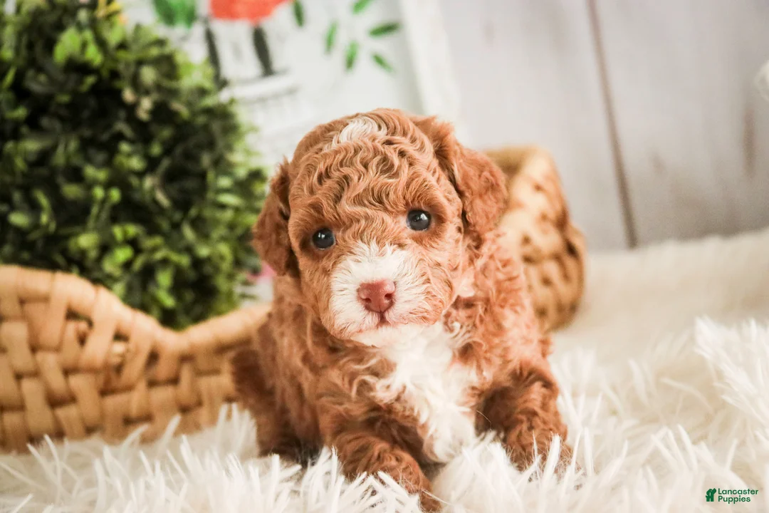 Miniature Poodle dogs for sale: Elenor - Ad 4
