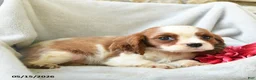 Cavalier King Charles Spaniel dogs for sale: Honey - Ad 4