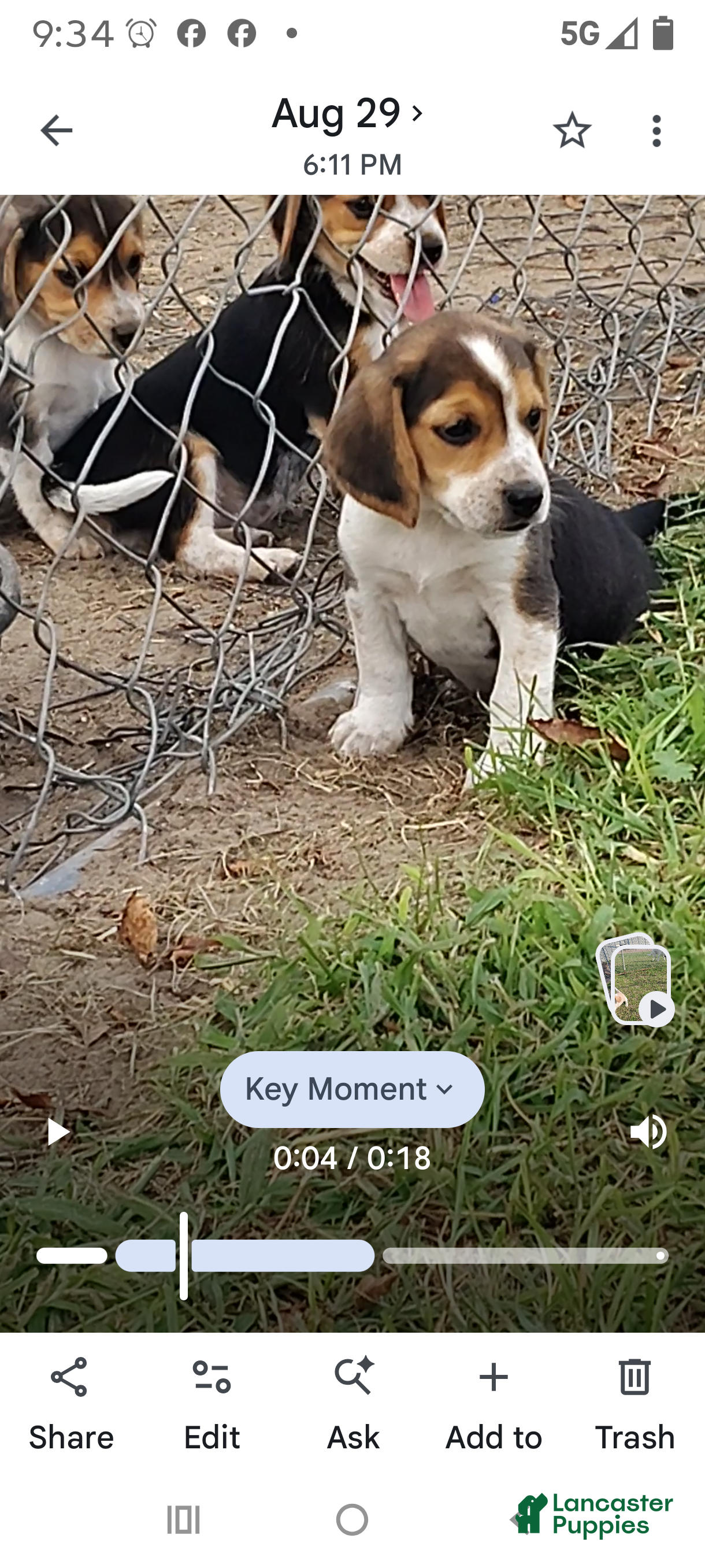 Beagle dogs Joey - Ad 1