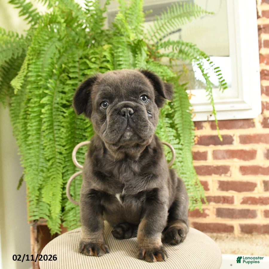 French Bulldog dogs Toby - Ad 29