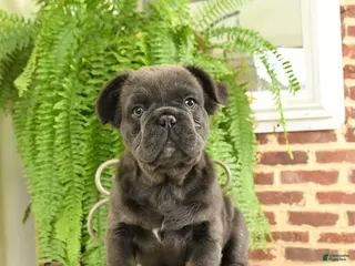 French Bulldog dogs Toby - Ad 17