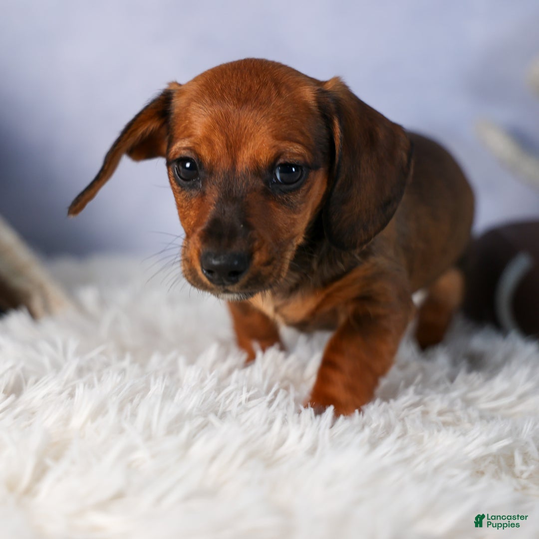 Miniature Dachshund dogs for sale: Cody - Ad 16