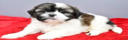 Shih Tzu dogs for sale: Remi - Ad 2