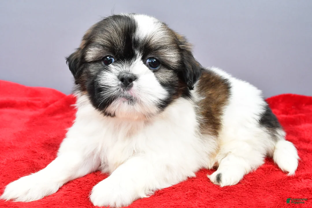 Shih Tzu dogs for sale: Remi - Ad 2