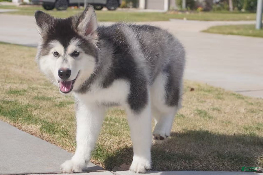 Alaskan Malamute dogs for sale: Dong Dong - Ad 19