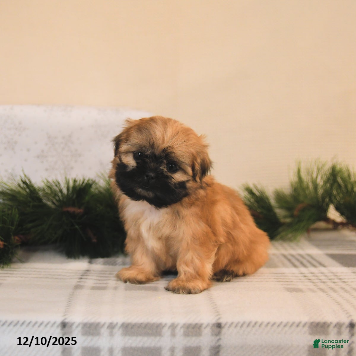 Shih Tzu dogs Luna   - Ad 42