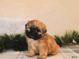 Shih Tzu dogs Luna - Ad 32