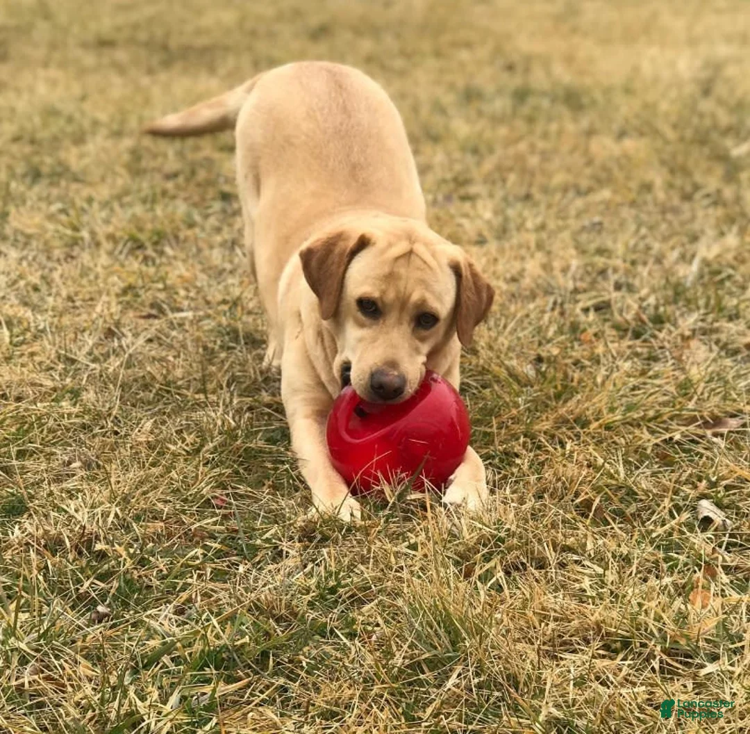 Gallery Image {{count}}