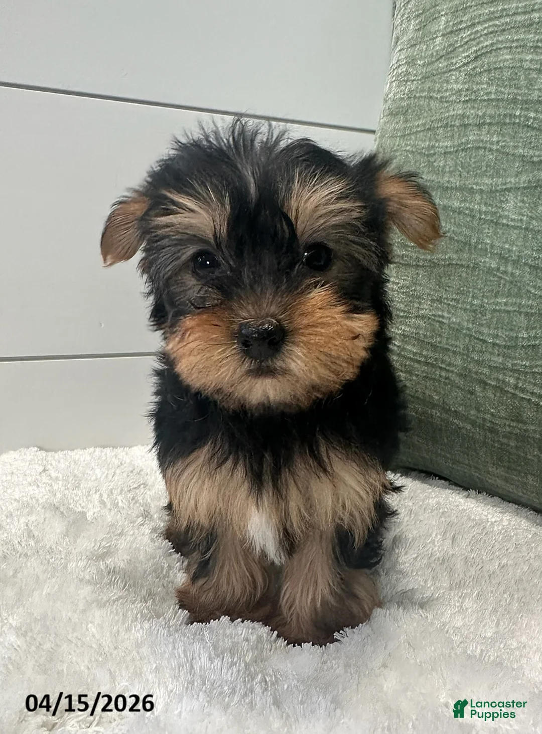Yorkshire Terrier dogs for sale: Belle - Ad 1