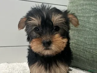 Yorkshire Terrier dogs for sale: Belle - Ad 4