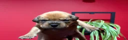 Dogue De Bordeaux dogs for sale: Dogue De Bordeaux Puppy 2 - Ad 3
