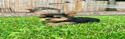 Yorkshire Terrier dogs for sale: Moriah - Ad 5