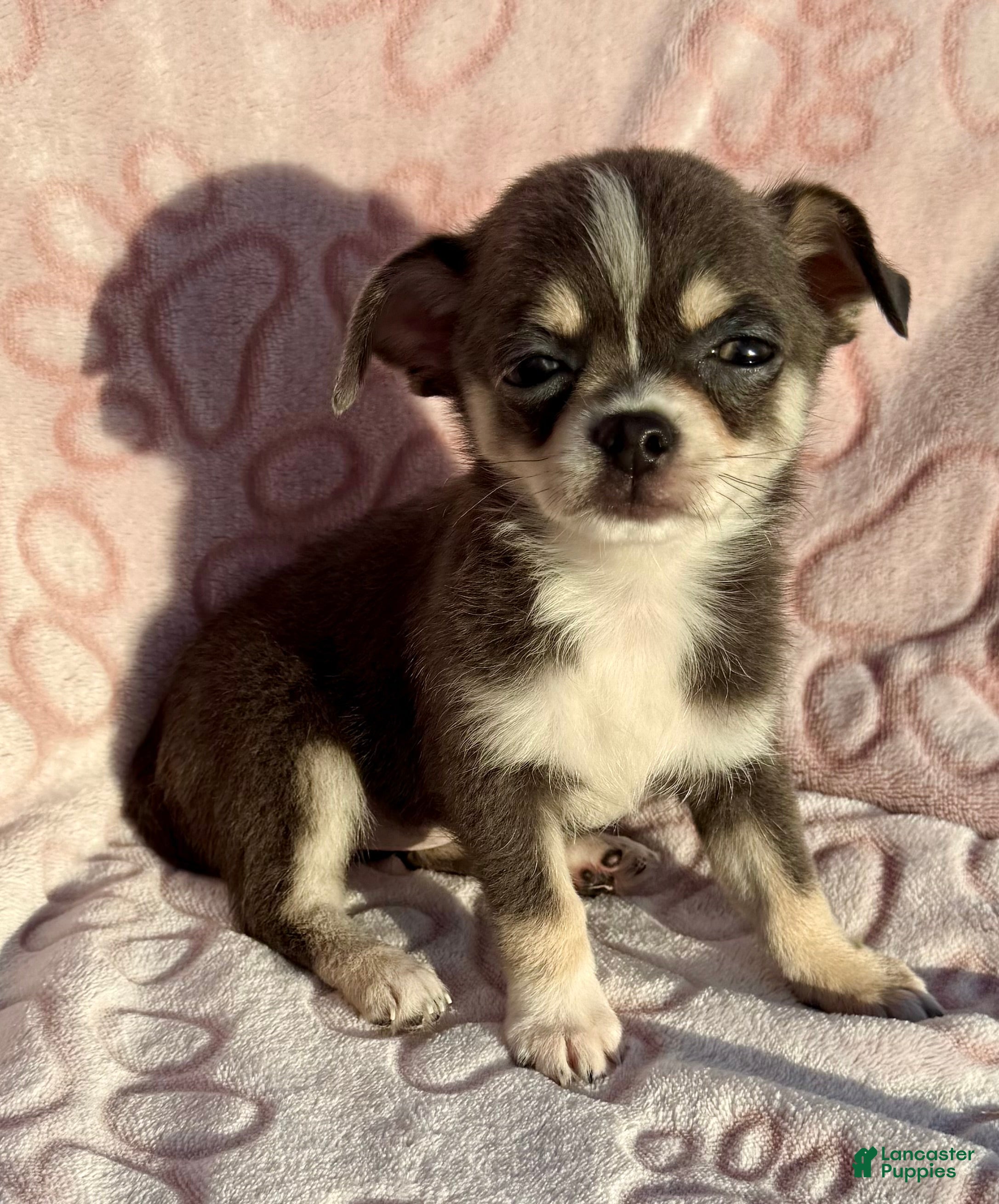 Chihuahua Puppies for sale | Lancaster Puppies