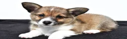 Mixed Breed dogs for sale: Nova - Ad 5