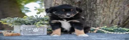 Miniature Australian Shepherd dogs for sale: Alex - Ad 3